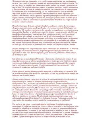 No espero ni pido que alguien crea en el extraño aunque simple relato que me dispongo a
escribir. Loco estaría si lo esperara, cuando mis sentidos rechazan su propia evidencia. Pero
no estoy loco y sé muy bien que esto no es un sueño. Mañana voy a morir y quisiera aliviar
hoy mi alma. Mi propósito inmediato consiste en poner de manifiesto, simple, sucintamente
y sin comentarios, una serie de episodios domésticos. Las consecuencias de esos episodios
me han aterrorizado, me han torturado y, por fin, me han destruido. Pero no intentaré
explicarlos. Si para mí han sido horribles, para otros resultarán menos espantosos que
barrocos. Más adelante, tal vez, aparecerá alguien cuya inteligencia reduzca mis fantasmas a
lugares comunes; una inteligencia más serena, más lógica y mucho menos excitable que la
mía, capaz de ver en las circunstancias que temerosamente describiré, una vulgar sucesión
de causas y efectos naturales.

Desde la infancia me destaqué por la docilidad y bondad de mi carácter. La ternura que
abrigaba mi corazón era tan grande que llegaba a convertirme en objeto de burla para mis
compañeros. Me gustaban especialmente los animales, y mis padres me permitían tener una
gran variedad. Pasaba a su lado la mayor parte del tiempo, y jamás me sentía más feliz que
cuando les daba de comer y los acariciaba. Este rasgo de mi carácter creció conmigo y,
cuando llegué a la virilidad, se convirtió en una de mis principales fuentes de placer.
Aquellos que alguna vez han experimentado cariño hacia un perro fiel y sagaz no necesitan
que me moleste en explicarles la naturaleza o la intensidad de la retribución que recibía.
Hay algo en el generoso y abnegado amor de un animal que llega directamente al corazón
de aquel que con frecuencia ha probado la falsa amistad y la frágil fidelidad del hombre.

Me casé joven y tuve la alegría de que mi esposa compartiera mis preferencias. Al observar
mi gusto por los animales domésticos, no perdía oportunidad de procurarme los más
agradables de entre ellos. Teníamos pájaros, peces de colores, un hermoso perro, conejos,
un monito y un gato.

Este último era un animal de notable tamaño y hermosura, completamente negro y de una
sagacidad asombrosa. Al referirse a su inteligencia, mi mujer, que en el fondo era no poco
supersticiosa, aludía con frecuencia a la antigua creencia popular de que todos los gatos
negros son brujas metamorfoseadas. No quiero decir que lo creyera seriamente, y sólo
menciono la cosa porque acabo de recordarla.

Plutón -tal era el nombre del gato- se había convertido en mi favorito y mi camarada. Sólo
yo le daba de comer y él me seguía por todas partes en casa. Me costaba mucho impedir que
anduviera tras de mí en la calle.

Nuestra amistad duró así varios años, en el curso de los cuales (enrojezco al confesarlo) mi
temperamento y mi carácter se alteraron radicalmente por culpa del demonio.
Intemperancia. Día a día me fui volviendo más melancólico, irritable e indiferente hacia los
sentimientos ajenos. Llegué, incluso, a hablar descomedidamente a mi mujer y terminé por
infligirle violencias personales. Mis favoritos, claro está, sintieron igualmente el cambio de
mi carácter. No sólo los descuidaba, sino que llegué a hacerles daño. Hacia Plutón, sin
embargo, conservé suficiente consideración como para abstenerme de maltratarlo, cosa que
hacía con los conejos, el mono y hasta el perro cuando, por casualidad o movidos por el
afecto, se cruzaban en mi camino. Mi enfermedad, empero, se agravaba -pues, ¿qué
enfermedad es comparable al alcohol?-, y finalmente el mismo Plutón, que ya estaba viejo
y, por tanto, algo enojadizo, empezó a sufrir las consecuencias de mi mal humor.

Una noche en que volvía a casa completamente embriagado, después de una de mis
correrías por la ciudad, me pareció que el gato evitaba mi presencia. Lo alcé en brazos, pero,
asustado por mi violencia, me mordió ligeramente en la mano. Al punto se apoderó de mí
una furia demoníaca y ya no supe lo que hacía. Fue como si la raíz de mi alma se separara
de golpe de mi cuerpo; una maldad más que diabólica, alimentada por la ginebra, estremeció
cada fibra de mi ser. Sacando del bolsillo del chaleco un cortaplumas, lo abrí mientras
sujetaba al pobre animal por el pescuezo y, deliberadamente, le hice saltar un ojo.
 