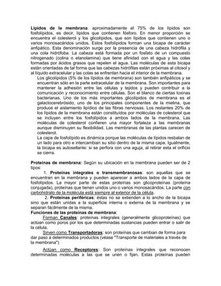 Lípidos de la membrana: aproximadamente el 75% de los lípidos son
fosfolípidos, es decir, lípidos que contienen fósforo. En menor proporción se
encuentra el colesterol y los glicolípidos, que son lípidos que contienen uno o
varios monosacáridos unidos. Estos fosfolípidos forman una bicapa de carácter
anfipático. Esta denominación surge por la presencia de una cabeza hidrófila y
una cola hidrófoba. La cabeza está formada por un fosfato de un compuesto
nitrogenado (colina o etanolamina) que tiene afinidad con el agua y las colas
formadas por ácidos grasos que repelen el agua. Las moléculas de esta bicapa
están orientadas de tal forma que las cabezas hidrófilas están próximas al citosol y
al líquido extracelular y las colas se enfrentan hacia el interior de la membrana.
     Los glicolípidos (5% de los lípidos de membrana) son también anfipáticos y se
     encuentran sólo en la parte extracelular de la membrana. Son importantes para
     mantener la adhesión entre las células y tejidos y pueden contribuir a la
     comunicación y reconocimiento entre células. Son el blanco de ciertas toxinas
     bacterianas. Uno de los más importantes glicolípidos de membrana es el
     galactocerebrósido, uno de los principales componentes de la mielina, que
     produce el aislamiento lipídico de las fibras nerviosas. Los restantes 20% de
     los lípidos de la membrana están constituídos por moléculas de colesterol que
     se incluyen entre los fosfolípidos a ambos lados de la membrana. Las
     moléculas de colesterol confieren una mayor fortaleza a las membranas
     aunque disminuyen su flexibilidad. Las membranas de las plantas carecen de
     colesterol.
     La capa de fosfolípido es dinámica porque las moléculas de lípidos resbalan de
     un lado para otro e intercambian su sitio dentro de la misma capa. Igualmente,
     la bicapa es autosellante: si se perfora con una aguja, al retirar esta el orificio
     se cierra.

Proteínas de membrana: Según su ubicación en la membrana pueden ser de 2
tipos:
        1. Proteínas integrales o transmembranosas: son aquellas que se
encuentran en la membrana y pueden aparecer a ambos lados de la capa de
fosfolípidos. La mayor parte de estas proteínas son glicoproteínas (proteína
conjugada), proteínas que tienen unidos uno o varios monosacáridos. La parte con
carbohidrato de la molécula está siempre al exterior de la célula.
         2. Proteínas periféricas: éstas no se extienden a lo ancho de la bicapa
sino que están unidas a la superficie interna o externa de la membrana y se
separan fácilmente de la misma.
Funciones de las proteínas de membrana:
       Forman Canales: proteínas integrales (generalmente glicoproteínas) que
actúan como poros por los que determinadas sustancias pueden entrar o salir de
la célula.
       Sirven como Transportadoras: son proteínas que cambian de forma para
dar paso a determinados productos (véase "Transporte de materiales a través de
la membrana")
      Actúan como Receptores: Son proteínas integrales que reconocen
determinadas moléculas a las que se unen o fijan. Estas proteínas pueden
 