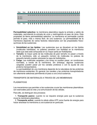 Permeabilidad selectiva: la membrana plasmática regula la entrada y salida de
materiales, permitiendo la entrada de unos y restringiendo el paso de otros. Esta
propiedad se llama permeabilidad selectiva. La membrana es permeable cuando
permite el paso, más o menos fácil, de una sustancia. La permeabilidad de la
membrana depende de varios factores relacionados con las propiedades físico-
químicas de las sustancias:

 Solubilidad en los lípidos: Las sustancias que se disuelven en los lípidos
   (moléculas hidrófobas, no polares) penetran con facilidad en la membrana
   dado que esta está compuesta en su mayor parte por fosfolípidos.
 Tamaño: la mayor parte de las moléculas de gran tamaño no pasan a través
   de la membrana, sólo un pequeño número de moléculas no polares de
   pequeño tamaño pueden atravesar la capa de fosfolípidos.
 Carga: Las moléculas cargadas y los iones no pueden pasar, en condiciones
   normales, a través de la membrana. Sin embargo, algunas sustancias
   cargadas pueden pasar por los canales proteicos o con la ayuda de una
   proteína transportadora.
   La permeabilidad de una membrana depende de la naturaleza de las proteínas
de membrana existentes: En general, los canales y las proteínas transportadoras
son altamente selectivas permitiendo el paso a una única sustancia.

TRANSPORTE DE MATERIALES A TRAVES DE LAS MEMBRANAS

PLASMATICAS

Los mecanismos que permiten a las sustancias cruzar las membranas plasmáticas
son esenciales para la vida y la comunicación de las células.
Para ello, se distinguen dos procesos:
  1. Transporte pasivo: cuando no se requiere energía para que la sustancia
cruce la membrana plasmática.
  2. Transporte activo: cuando la célula utiliza ATP como fuente de energía para
hacer atravesar la membrana a una sustancia en particular.
 
