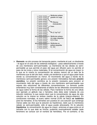  Osmosis: es otro proceso de transporte pasivo, mediante el cual, un disolvente
  - el agua en el caso de los sistemas biológicos - pasa selectivamente a través
  de una membrana semi-permeable. La membrana de las células es semi-
  permeable ya que permite el paso del agua por difusión pero no permite el
  paso de los iones y otros materiales. Si la concentración de agua es mayor (o
  lo que es lo mismo la concentración de solutos menor) de un lado de la
  membrana que la del otro lado, existe una tendencia a que el agua pase hacia
  donde su concentración es menor. El movimiento del agua a través de la
  membrana semi-permeable genera una presión hidrostática llamada presión
  osmótica. La presión osmótica es la presión necesaria para prevenir el
  movimiento neto del agua a través de una membrana semi-permeable que
  separa dos soluciones de diferentes concentraciones. La ósmosis puede
  entenderse muy bien considerando el efecto de las diferentes concentraciones
  de agua sobre la forma de las células. Para mantener la forma de una célula
  (por ejemplo un glóbulo rojo o hematíe), ésta debe estar rodeada de una
  solución isotónica, lo que quiere decir que la concentración de agua de esta
  solución es la misma en ambos medios de la célula (interior-exterior). En
  condiciones normales, el suero salino normal (0.9% de NaCl) es isotónico
  para los hematíes. Si los hematíes son puestos en una solución que contenga
  menos sales (se dice que la solución es hipotónica), dado que la membrana
  celular es semi-permeable, sólo el agua puede atravesarla. En la solución
  hipotónica, la concentración de agua es mayor, entonces el agua entra en el
  hematíe con lo que éste se hincha, pudiendo eventualmente estallar (este
  fenómeno se conoce con el nombre de hemólisis). Por el contrario, si los
 