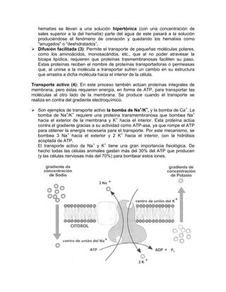 hematíes se llevan a una solución hipertónica (con una concentración de
  sales superior a la del hematíe) parte del agua de este pasará a la solución
  produciéndose el fenómeno de crenación y quedando los hematíes como
  "arrugados" o “deshidratados”.
 Difusión facilitada (3): Permite el transporte de pequeñas moléculas polares,
  como los aminoácidos, monosacáridos, etc., que al no poder atravesar la
  bicapa lipídica, requieren que proteínas trasmembranosas faciliten su paso.
  Estas proteínas reciben el nombre de proteínas transportadoras o permeasas
  que, al unirse a la molécula a transportar sufren un cambio en su estructura
  que arrastra a dicha molécula hacia el interior de la célula.

Transporte activo (4): En este proceso también actúan proteínas integrales de
membrana, pero éstas requieren energía, en forma de ATP, para transportar las
moléculas al otro lado de la membrana. Se produce cuando el transporte se
realiza en contra del gradiente electroquímico.

 Son ejemplos de transporte activo la bomba de Na+/K+, y la bomba de Ca+. La
  bomba de Na+/K+ requiere una proteína transmembranosa que bombea Na+
  hacia el exterior de la membrana y K+ hacia el interior. Esta proteína actúa
  contra el gradiente gracias a su actividad como ATP-asa, ya que rompe el ATP
  para obtener la energía necesaria para el transporte. Por este mecanismo, se
  bombea 3 Na+ hacia el exterior y 2 K+ hacia el interior, con la hidrólisis
  acoplada de ATP.
  El transporte activo de Na+ y K+ tiene una gran importancia fisiológica. De
  hecho todas las células animales gastan más del 30% del ATP que producen
  (y las células nerviosas más del 70%) para bombear estos iones.
 