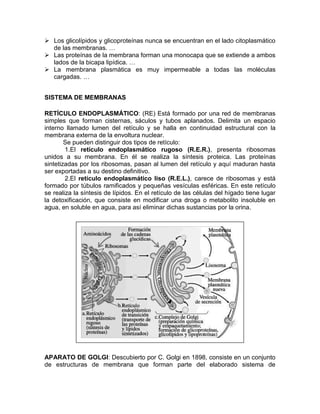  Los glicolípidos y glicoproteínas nunca se encuentran en el lado citoplasmático
  de las membranas. …
 Las proteínas de la membrana forman una monocapa que se extiende a ambos
  lados de la bicapa lipídica. …
 La membrana plasmática es muy impermeable a todas las moléculas
  cargadas. …


SISTEMA DE MEMBRANAS

RETÍCULO ENDOPLASMÁTICO: (RE) Está formado por una red de membranas
simples que forman cisternas, sáculos y tubos aplanados. Delimita un espacio
interno llamado lumen del retículo y se halla en continuidad estructural con la
membrana externa de la envoltura nuclear.
        Se pueden distinguir dos tipos de retículo:
        1.El retículo endoplasmático rugoso (R.E.R.), presenta ribosomas
unidos a su membrana. En él se realiza la síntesis proteica. Las proteínas
sintetizadas por los ribosomas, pasan al lumen del retículo y aquí maduran hasta
ser exportadas a su destino definitivo.
        2.El retículo endoplasmático liso (R.E.L.), carece de ribosomas y está
formado por túbulos ramificados y pequeñas vesículas esféricas. En este retículo
se realiza la síntesis de lípidos. En el retículo de las células del hígado tiene lugar
la detoxificación, que consiste en modificar una droga o metabolito insoluble en
agua, en soluble en agua, para así eliminar dichas sustancias por la orina.




APARATO DE GOLGI: Descubierto por C. Golgi en 1898, consiste en un conjunto
de estructuras de membrana que forman parte del elaborado sistema de
 