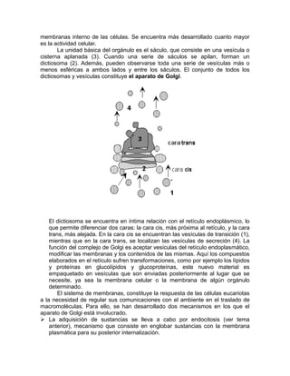 membranas interno de las células. Se encuentra más desarrollado cuanto mayor
es la actividad celular.
       La unidad básica del orgánulo es el sáculo, que consiste en una vesícula o
cisterna aplanada (3). Cuando una serie de sáculos se apilan, forman un
dictiosoma (2). Además, pueden observarse toda una serie de vesículas más o
menos esféricas a ambos lados y entre los sáculos. El conjunto de todos los
dictiosomas y vesículas constituye el aparato de Golgi.




    El dictiosoma se encuentra en íntima relación con el retículo endoplásmico, lo
    que permite diferenciar dos caras: la cara cis, más próxima al retículo, y la cara
    trans, más alejada. En la cara cis se encuentran las vesículas de transición (1),
    mientras que en la cara trans, se localizan las vesículas de secreción (4). La
    función del complejo de Golgi es aceptar vesículas del retículo endoplasmático,
    modificar las membranas y los contenidos de las mismas. Aquí los compuestos
    elaborados en el retículo sufren transformaciones, como por ejemplo los lípidos
    y proteínas en glucolípidos y glucoproteínas, este nuevo material es
    empaquetado en vesículas que son enviadas posteriormente al lugar que se
    necesite, ya sea la membrana celular o la membrana de algún orgánulo
    determinado.
        El sistema de membranas, constituye la respuesta de las células eucariotas
a la necesidad de regular sus comunicaciones con el ambiente en el traslado de
macromoléculas. Para ello, se han desarrollado dos mecanismos en los que el
aparato de Golgi está involucrado.
 La adquisición de sustancias se lleva a cabo por endocitosis (ver tema
    anterior), mecanismo que consiste en englobar sustancias con la membrana
    plasmática para su posterior internalización.
 