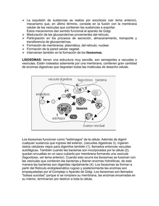  La expulsión de sustancias se realiza por exocitosis (ver tema anterior),
  mecanismo que, en último término, consiste en la fusión con la membrana
  celular de las vesículas que contienen las sustancias a exportar.
  Estos mecanismos dan sentido funcional al aparato de Golgi:
 Maduración de las glucoproteínas provenientes del retículo.
 Participación en los procesos de secreción, almacenamiento, transporte y
  transferencia de glucoproteínas.
 Formación de membranas: plasmática, del retículo, nuclear.
 Formación de la pared celular vegetal.
 Intervienen también en la formación de los lisosomas.

LISOSOMAS: tienen una estructura muy sencilla, son semejantes a vacuolas o
vesículas. Están rodeados solamente por una membrana, contienen gran cantidad
de enzimas digestivas que degradan todas las moléculas de desecho celular.




Los lisosomas funcionan como "estómagos" de la célula. Además de digerir
cualquier sustancia que ingrese del exterior, (vacuolas digestivas 3), ingieren
restos celulares viejos para digerirlos también (1), llamados entonces vacuolas
autofágicas. También cuando las bacterias son incorporadas por la célula (2),
quedan envueltas en un saco cubierto por membrana formando una vesícula
(fagocitosis, ver tema anterior). Cuando esto ocurre los lisosomas se fusionan con
las vesículas que contienen las bacterias y liberan enzimas hidrolíticas, de esta
manera las bacterias son digeridas rápidamente (4). Los lisosomas se forman a
partir del Retículo endoplasmático rugoso y posteriormente las enzimas son
empaquetadas por el Complejo o Aparato de Golgi. Los lisosomas son llamados
"bolsas suicidas" porque si se rompiera su membrana, las enzimas encerradas en
su interior, terminarían por destruir a toda la célula.
 