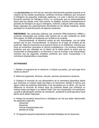 Los peroxisomas son otro tipo de vesículas relativamente grandes presente en la
mayoría de las células eucarióticas; contienen enzimas oxidativas que remueven
el hidrógeno de pequeñas moléculas orgánicas y lo unen a átomos de oxígeno
formando peróxido de hidrógeno (H2O2), un compuesto que es extremadamente
tóxico para las células vivas. Otra enzima, la catalasa, escinde inmediatamente el
peróxido de hidrógeno en agua e hidrógeno, evitando cualquier daño a las células.
Estas organelas son particularmente abundantes en las células hepáticas, donde
participan en la desintoxicación de algunas sustancias.

RIBOSOMAS: Son partículas esféricas que contienen RNA-ribosómico (rRNA) y
proteínas ribosomales que reciben este nombre por su alto contenido en ácido
ribonucleico. El rRNA es sintetizado por el DNA en el nucleolo.
       Estructuralmente, el ribosoma consta de dos subunidades, una de doble
tamaño que la otra. Funcionalmente, el ribosoma es el lugar de síntesis de las
proteínas. Algunos ribosomas se encuentran libres en el citoplasma, mientras que
otros se encuentran asociados al retículo endoplásmico. Los primeros sintetizan
proteínas que son utilizadas en el interior de la célula (como la actina que es
incorporada al citoesqueleto o el citocromo C que es enviado a las mitocondrias)
mientras que los segundos sintetizan proteínas que serán incorporadas a la
membrana citoplasmática o exportadas.


ACTIVIDADES


1- Realice un esquema de un ribosoma, e indique sus partes. ¿en qué lugar de la
célula se ubican?

2- Defina los siguientes términos; vacuola, vesícula, peroxisoma y lisosoma.

3- Explique el recorrido de una glicoproteína de la membrana plasmática desde
que comienza su síntesis hasta que llega a la membrana. Señale el camino que
siguen todas las proteínas destinadas a ser secretadas por la célula. ¿En qué se
diferencia el recorrido de ambos tipos de proteínas desde que comienza su
síntesis hasta que llegan a su destino final? Una vez incorporada a la membrana,
¿puede la glicoproteína cambiar de orientación, quedando la parte glucídica hacia
dentro de la célula? Razónelo.

4- Indique los procesos bioquímicos o fisiológicos con los que están relacionados
los siguientes orgánulos:
       ribosomas
       lisosomas
       retículo endoplasmático liso
       aparato de Golgi

5- El siguiente esquema representa la actividad fisiológica de los lisosomas:
 