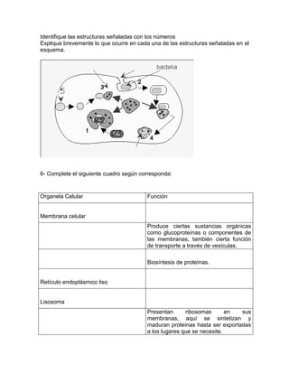 Identifique las estructuras señaladas con los números
Explique brevemente lo que ocurre en cada una de las estructuras señaladas en el
esquema.




6- Complete el siguiente cuadro según corresponda:


Organela Celular                         Función


Membrana celular
                                         Produce ciertas sustancias orgánicas
                                         como glucoproteínas o componentes de
                                         las membranas, también cierta función
                                         de transporte a través de vesículas.

                                         Biosíntesis de proteínas.


Retículo endoplásmico liso


Lisosoma
                                         Presentan      ribosomas       en  sus
                                         membranas, aquí se sintetizan y
                                         maduran proteínas hasta ser exportadas
                                         a los lugares que se necesite.
 