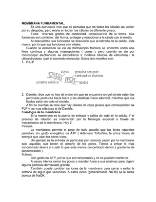 MEMBRANA FUNDAMENTAL.
       Es una estructura viva que se pensaba que no todas las células las tenían
por su delgadez, pero existe en todas las células de diferente grosor.
       Tiene diversos grados de elasticidad, consecuencia de la forma. Sus
funciones son contener, dar forma, proteger y reaccionar a la célula con el medio.
       Al descubrirse sus funciones se descubrió que al retirarla de la célula, esta
muere, por lo que sus funciones son vitales.
    Cuando la estructura se vio en microscopio fotónico se encontró como una
línea continua y algunas interrupciones ( poros ), pero cuando se vio por
microscopio electrónic9o se encontraron 2 modelos básicos de estructura ( la
ultraestructosa ) por el acomodo molecular. Estos dos modelos son:
1. P-L-P




2. Daniels: dice que no hay tal orden sin que se encuentra un gel donde están las
   partículas proteícas hacia fuera y las elásticas hacia adentrol, mientras que los
   lípidos están en todo el modelo.
   A fin de cuentas se cree que hay células de capa gruesa que corresponden as
PLP y las mas elásticas al de Daniels.
Fisiología de la membrana.
       Si la membrana es la puerta de entrada y salida de todo en la célula. Y el
proceso de relación es intervenido por la fisiología especial a través de
mecanismos de la membrana. Hay 2:
Pasivos.
       La membrana permite el paso de todo aquello que las leyes naturales
permitan, sin gasto energético de ATP ( Adenosin Trifosfato, la única forma de
energía que usan los seres vivos.
       Un ejemplo es la entrada de partículas por osmosis pasan por la membrana
solo aquellas que tienen el tamaño de los poros. Tiende a entrar lo mas
concentrado afuera y a salir lo que esta menos concentrado dentro ( gradiente de
concentración ).
Activos.
       Con gasto de ATP, por lo que son temporales y no se pueden mantener.
       A veces intenta cerrar los poros o mandar fuera a sus enzimas para digerir
alguna partícula demasiado grande.
       También puede cambiar los iones de la membrana para cerrar y evitar la
entrada de algún gas venenoso. A estos iones (generalmente NaOK) se le llama
bomba de NaOK.
 