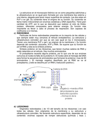 La estructura en el microscopio fotónico se ve como pequeñas salchichas y
   la ultraestructura se ve igual pero formada por una membrana lisa externa y
   una interna, plegada para tener mayor superficie de contacto. Las dos estan en
   PLP o en gel. Su contenido tiene el enigma de su función. Su contenido se
   llama matriz mitocondrial con enzimas oxidativas y DNA específico. Tiene gran
   cantidad de ATP, por lo que se descubrió que realizan el ciclo de Krebs:
   oxidasn, diferentes compuestos para obtener energía. Su función mas
   importante es llevar a cabo el proceso de respiración. Son capaces de
   codificarse a sí mismas.
c) RIBOSOMAS
       Partículas de forma redondeadas presentes en la mayoría de las células y
   que siempre están muy cercanas al retículo endoplásmico. La estructura y
   ultraestructura coinciden por que se ven casi igual en los 2 microscopios.
   Tienen una membrana PLP o gel ( se originan de la membrana ). Su función
   depende del contenido: azúcares, ATP y RNA. Se supone que su función es
   por el RNA y esta es la síntesis proteíca.
       Síntesis proteíca: en los ribosomas, que tienen muchas cadena de RNA y
   están detenidos en el retículo. Hay muchos aminoácidos.
       El protoplasma necesita alguna proteína, por lo que una de sus enzimas
   comunica al núcleo la falta de la proteína X. El núcleo abre el mensaje del DNA
   para formar la secuencia de aminoácidos que formaran la proteína ( mas de 50
   aminoácidos ). El mensaje negativo descifrado por el RNA se va al
   protoplasma, y este se descifra por un RNA ( traducción positiva ).




d) LIZOSOMAS
       Organelos redondeados ( de 1/3 del tamaño de los ribosomas ) en casi
   todas las células. Son originarios de la membrana y su estructura y
   ultraestructura coinciden. No teniendo estructura específicas, dependen de su
   contenido: enzimas capaces de romper estructuras químicas ( lisas ).
 
