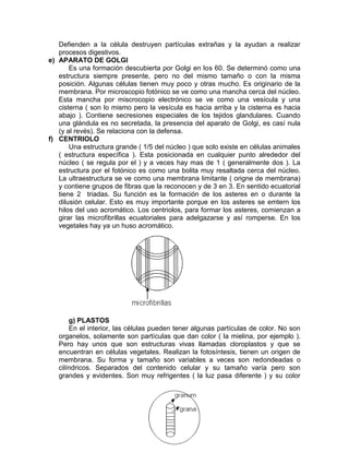 Defienden a la célula destruyen partículas extrañas y la ayudan a realizar
   procesos digestivos.
e) APARATO DE GOLGI
       Es una formación descubierta por Golgi en los 60. Se determinó como una
   estructura siempre presente, pero no del mismo tamaño o con la misma
   posición. Algunas células tienen muy poco y otras mucho. Es originario de la
   membrana. Por microscopio fotónico se ve como una mancha cerca del núcleo.
   Esta mancha por miscrocopio electrónico se ve como una vesícula y una
   cisterna ( son lo mismo pero la vesícula es hacia arriba y la cisterna es hacia
   abajo ). Contiene secresiones especiales de los tejidos glandulares. Cuando
   una glándula es no secretada, la presencia del aparato de Golgi, es casí nula
   (y al revés). Se relaciona con la defensa.
f) CENTRIOLO
       Una estructura grande ( 1/5 del núcleo ) que solo existe en células animales
   ( estructura específica ). Esta posicionada en cualquier punto alrededor del
   núcleo ( se regula por el ) y a veces hay mas de 1 ( generalmente dos ). La
   estructura por el fotónico es como una bolita muy resaltada cerca del núcleo.
   La ultraestructura se ve como una membrana limitante ( origne de membrana)
   y contiene grupos de fibras que la reconocen y de 3 en 3. En sentido ecuatorial
   tiene 2 triadas. Su función es la formación de los asteres en o durante la
   dilusión celular. Esto es muy importante porque en los asteres se emtern los
   hilos del uso acromático. Los centriolos, para formar los asteres, comienzan a
   girar las microfibrillas ecuatoriales para adelgazarse y así romperse. En los
   vegetales hay ya un huso acromático.




       g) PLASTOS
       En el interior, las células pueden tener algunas partículas de color. No son
   organelos, solamente son partículas que dan color ( la mielina, por ejemplo ).
   Pero hay unos que son estructuras vivas llamadas cloroplastos y que se
   encuentran en células vegetales. Realizan la fotosíntesis, tienen un origen de
   membrana. Su forma y tamaño son variables a veces son redondeadas o
   cilíndricos. Separados del contenido celular y su tamaño varía pero son
   grandes y evidentes. Son muy refrigentes ( la luz pasa diferente ) y su color
 