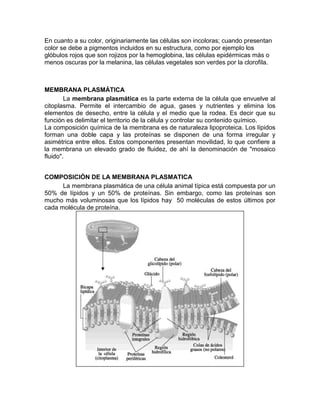 En cuanto a su color, originariamente las células son incoloras; cuando presentan
color se debe a pigmentos incluidos en su estructura, como por ejemplo los
glóbulos rojos que son rojizos por la hemoglobina, las células epidérmicas más o
menos oscuras por la melanina, las células vegetales son verdes por la clorofila.



MEMBRANA PLASMÁTICA
        La membrana plasmática es la parte externa de la célula que envuelve al
citoplasma. Permite el intercambio de agua, gases y nutrientes y elimina los
elementos de desecho, entre la célula y el medio que la rodea. Es decir que su
función es delimitar el territorio de la célula y controlar su contenido químico.
La composición química de la membrana es de naturaleza lipoproteica. Los lípidos
forman una doble capa y las proteínas se disponen de una forma irregular y
asimétrica entre ellos. Estos componentes presentan movilidad, lo que confiere a
la membrana un elevado grado de fluidez, de ahí la denominación de "mosaico
fluido".


COMPOSICIÓN DE LA MEMBRANA PLASMATICA
      La membrana plasmática de una célula animal típica está compuesta por un
50% de lípidos y un 50% de proteínas. Sin embargo, como las proteínas son
mucho más voluminosas que los lípidos hay 50 moléculas de estos últimos por
cada molécula de proteína.
 