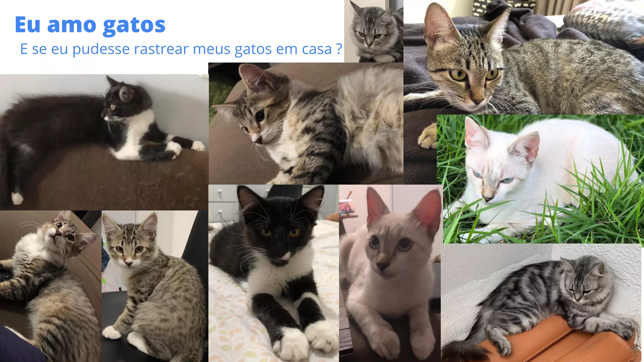 Eu amo gatos
E se eu pudesse rastrear meus gatos em casa ?
 