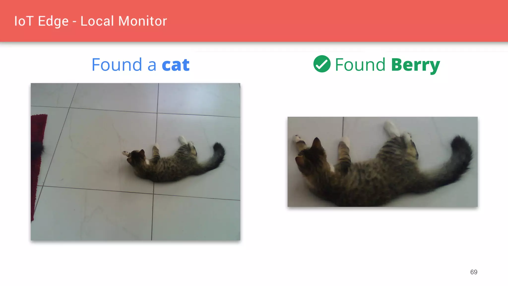 69
Found a cat Found Berry
 