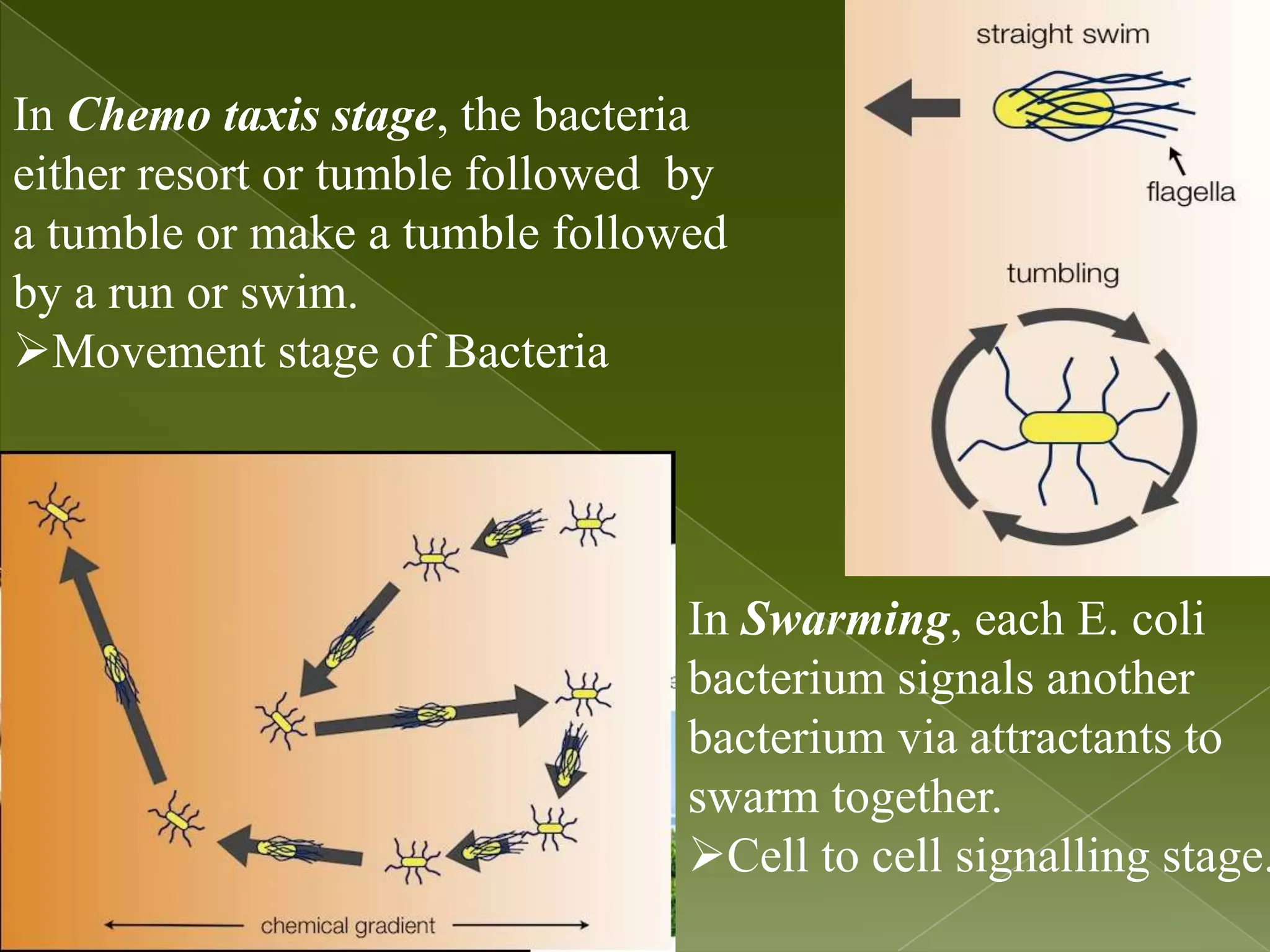 In Chemo taxis stage, the bacteria either resort or tumble followed by a tumble or make a tumble followed by a run or swim. Movement stage of Bacteria In Swarming, each E. coli bacterium signals another bacterium via attractants to swarm together. Cell to cell signalling stage. 