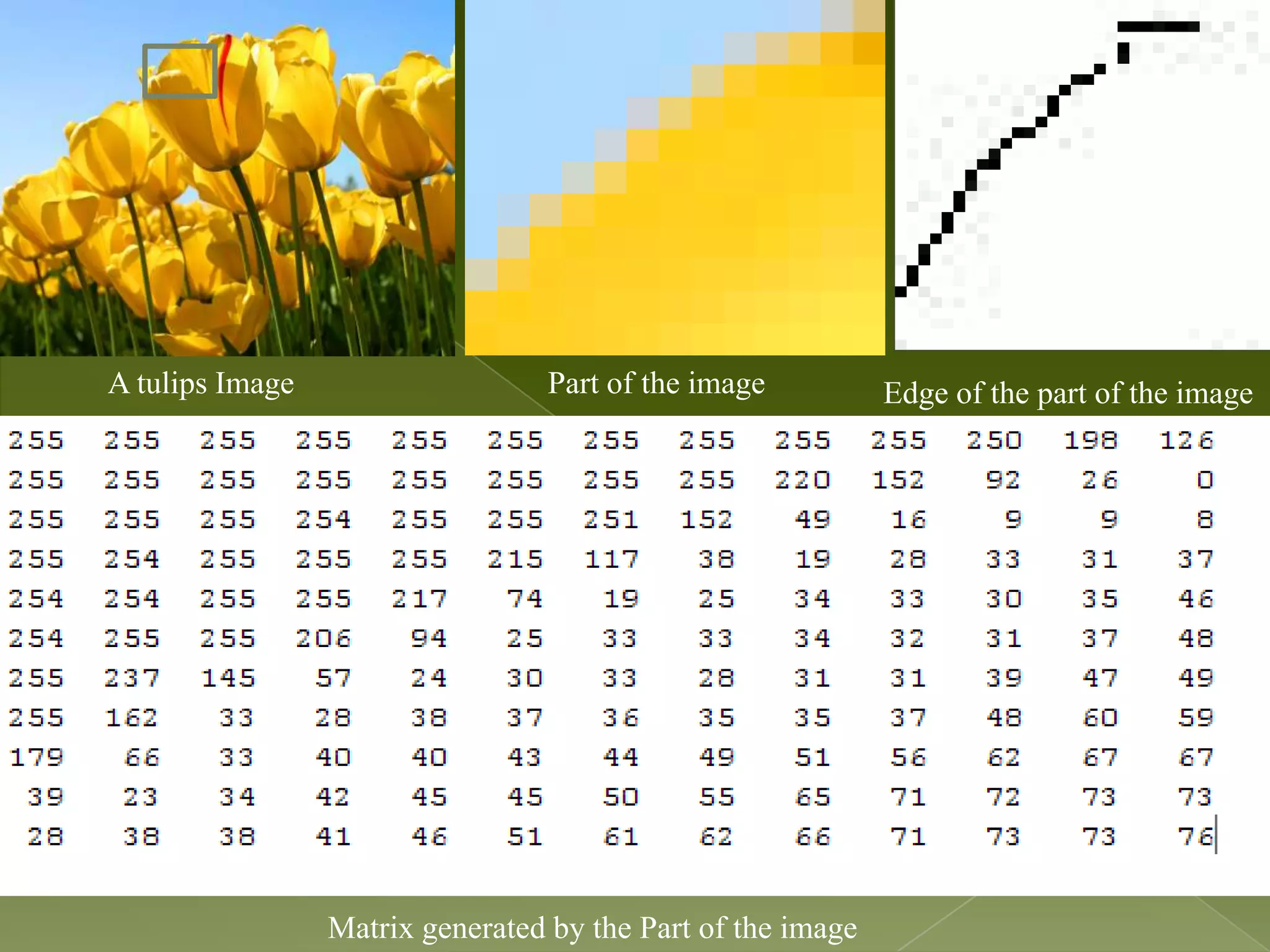  A tulips Image Part of the image Edge of the part of the image Matrix generated by the Part of the image 