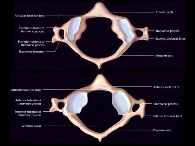 Radiology of the Head and C-Spine