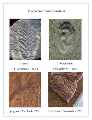 PrecambrianEdiacaranBiota
Charnia Tribrachidium
( Verisimilus – Wc ) ( Masahiro M – Wc )
Spriggina – Merikanto –Wc Trace fossil – Verisimilus - Wc
 