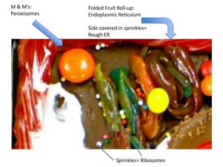 Edible cell model fire breathingrubberduckies | PPTX