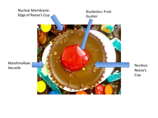 Edible cell model fire breathingrubberduckies diagram of cell ribosomes 