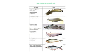 Fish Edibility Edible fresh and saltwater fishes.pptxhb | PPTX
