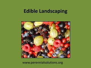 Edible Landscaping www.perennialsolutions.org 