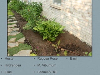 • Hosta       • Rugosa Rose     • Basil

• Hydrangea   • M. Viburnum

• Lilac       • Fennel & Dill
 