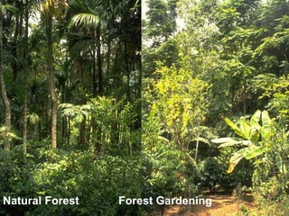 Natural Forest   Diversity
                  Forest Gardening
 