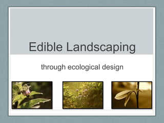 Edible Landscaping
  through ecological design
 
