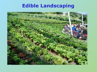 Edible Landscaping
 