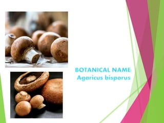 Edible mushrooms in india. | PPT