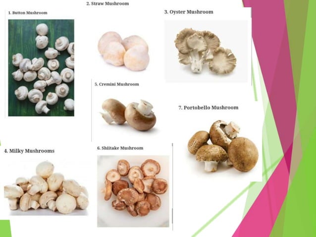 Edible mushrooms in india. | PPT