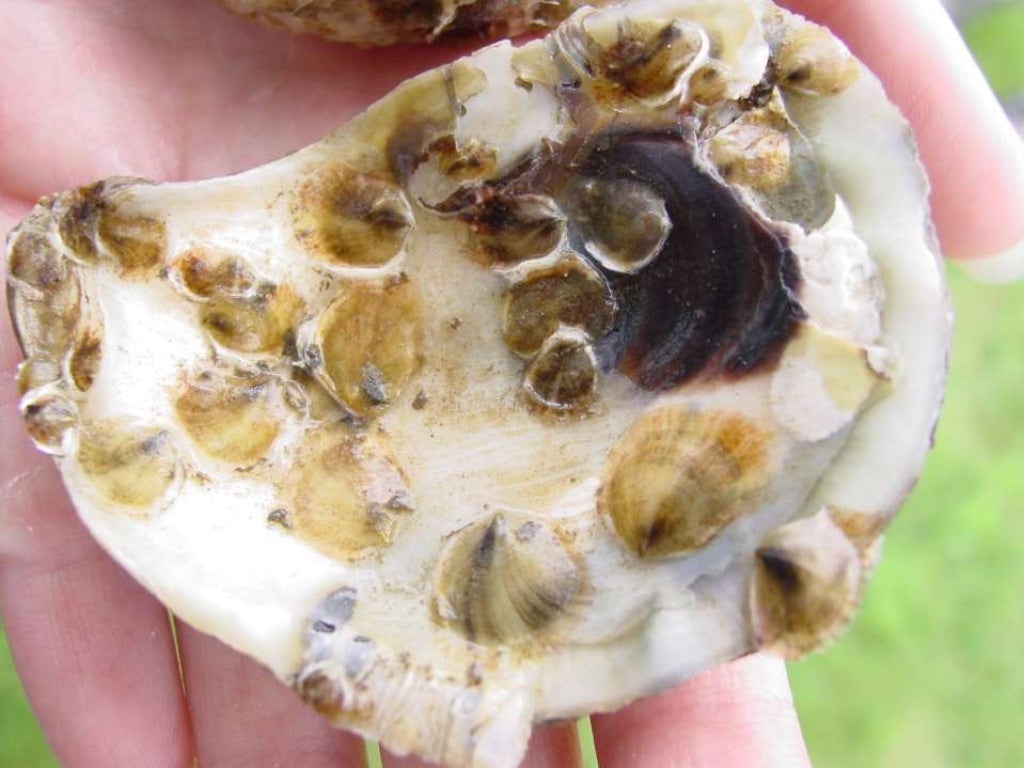 Edible Oyster Culture