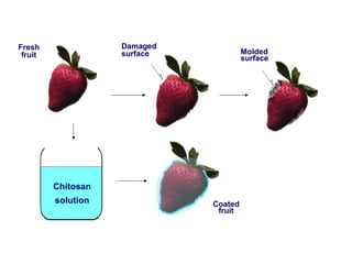 Chitosan solution Damaged surface Molded surface Coated fruit Fresh fruit 