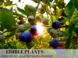 EDIBLE PLANTS
CREATED BY CALIPER FARMS NURSERY
 