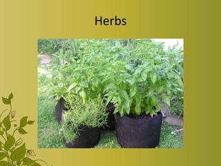 Herbs
 