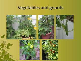 Vegetables and gourds
 