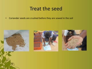 Treat the seed
• Coriander seeds are crushed before they are sowed in the soil
 