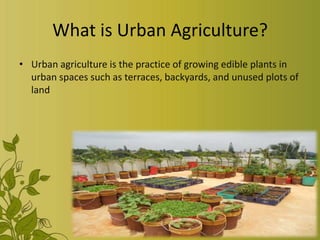 What is Urban Agriculture?
• Urban agriculture is the practice of growing edible plants in
urban spaces such as terraces, backyards, and unused plots of
land
 