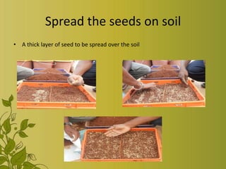 Spread the seeds on soil
• A thick layer of seed to be spread over the soil
 
