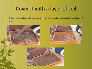 Cover it with a layer of soil
• After the seeds are been spread they have to be covered with a layer of
soil
 
