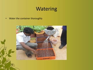 Watering
• Water the container thoroughly
 
