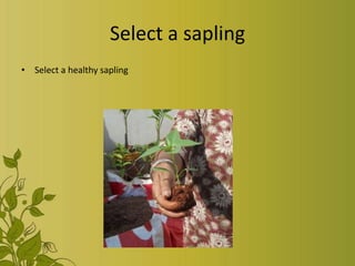 Select a sapling
• Select a healthy sapling
 