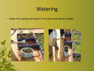 Watering
• Water the sapling and keep it in the place with good sunlight
 