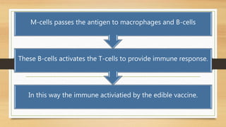 In this way the immune activiatied by the edible vaccine.
These B-cells activates the T-cells to provide immune response.
M-cells passes the antigen to macrophages and B-cells
 