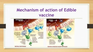 Mechanism of action of Edible
vaccine
 