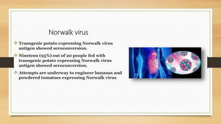 Norwalk virus
 Transgenic potato expressing Norwalk virus
antigen showed seroconversion.
 Nineteen (95%) out of 20 people fed with
transgenic potato expressing Norwalk virus
antigen showed seroconversion.
 Attempts are underway to engineer bananas and
powdered tomatoes expressing Norwalk virus.
 