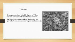 Cholera
 Transgenic potato with CT-B gene of Vibrio
cholera was shown to be effective in mice.
 Eating one potato a week for a month with
periodic boosters was said to provide immunity.
 