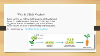 What is Edible Vaccine?
Edible vaccine are nothing but transgenic plant and animal
based on production of or those that contain agents that
triggers an animals immune response. In simple terms,
edible vaccine are plant or animal made pharmaceuticals.
As Hippocrates say , “ the food be thy medicine.”
 