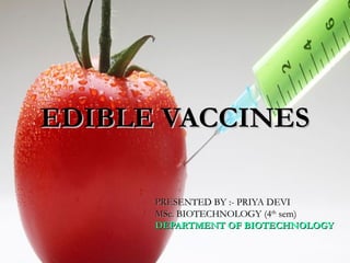 EDIBLE VACCINESEDIBLE VACCINES
PRESENTED BY :- PRIYA DEVIPRESENTED BY :- PRIYA DEVI
MSc. BIOTECHNOLOGY (4MSc. BIOTECHNOLOGY (4thth
sem)sem)
DEPARTMENT OF BIOTECHNOLOGYDEPARTMENT OF BIOTECHNOLOGY
 