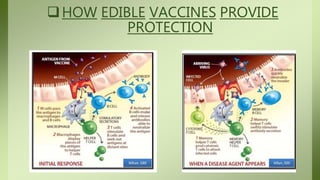 HOW EDIBLE VACCINES PROVIDE
PROTECTION
 