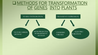METHODS FOR TRANSFORMATION
OF GENES INTO PLANTS
STABLE INTEGRATION TRANSIENT EXPRESSION
ELECTRO
PORATION
VECTOR CARRIER
METHOD
MICROPROJECTILE
BOMBARDMENT
METHOD
CHIMERIC
VIRUSES
 
